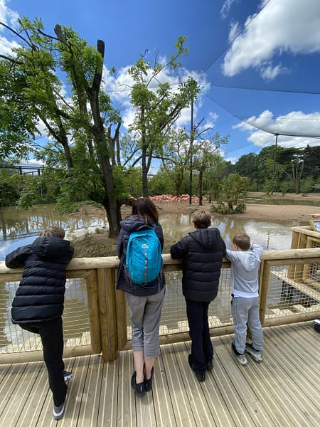 zoo trip flamingos 27.05.21